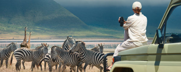 safari