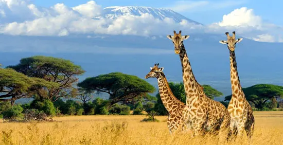 visiter le Kenya 